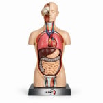 Human Torso Model